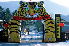Парк северо-восточных тигров в Харбине